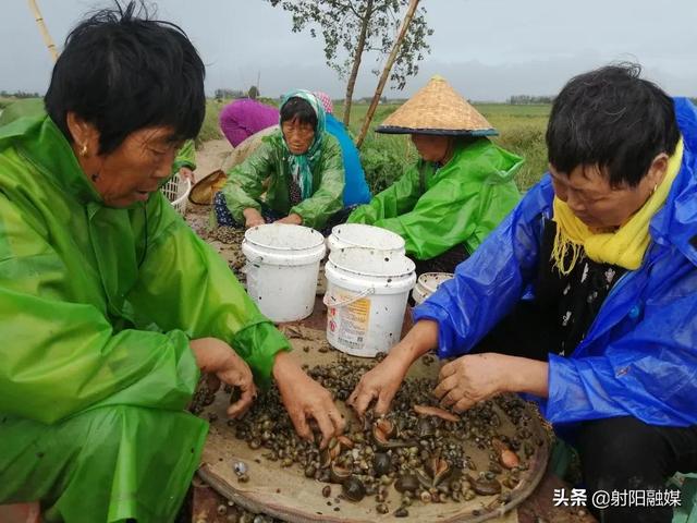 水蛭养殖敲开致富门