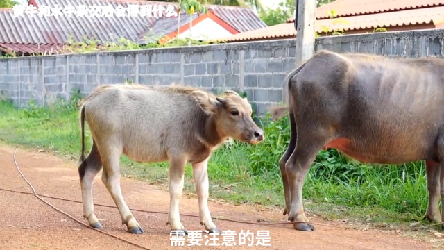 黄牛和水牛杂交出来的后代是什么？这期视频带你一起去探索...