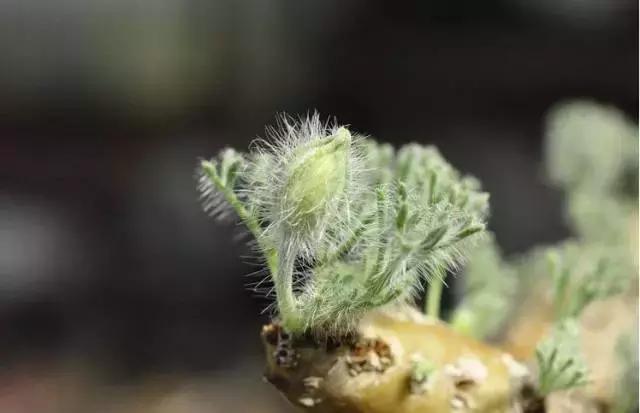 生长在陆地上的珊瑚｜梦幻神奇的多肉植物——月界