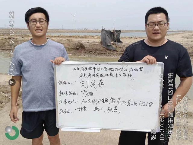 中国人寿财险助力黄河流域高质量发展——黄河口海参养殖也能“上保险”