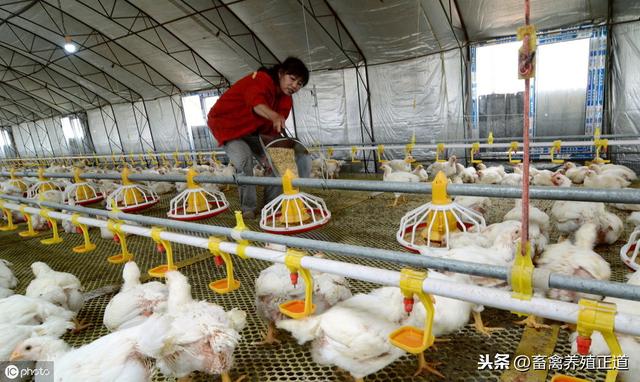 蛋雏鸡的饲养管理很重要，各种育雏技术指标大全在这里