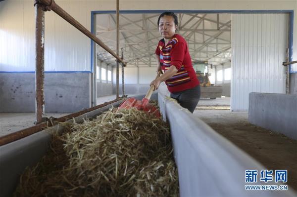 黑龙江富锦：黄牛养殖项目助农脱贫增收