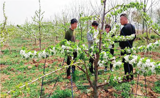 河北青龙县露地大樱桃周年管理实用技术