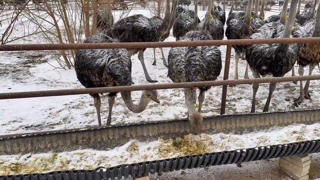 来自非洲热带的鸵鸟，在中国北方寒冷的下雪天是如何生活的