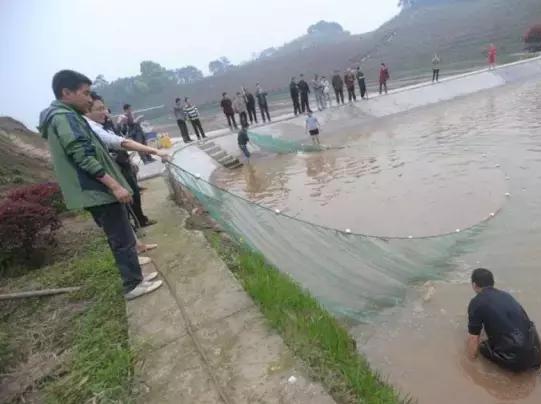 水产养殖想省钱？看看这十大降低饵料系数的方法，做好就能赚钱