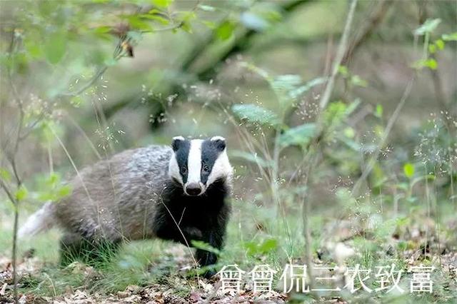 獾子一身宝，振兴农家好