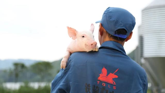 高端品牌猪肉，铁骑力士为您“私人订制”