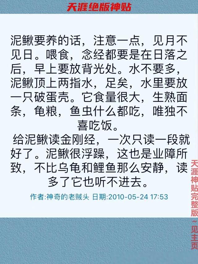 如果你没钱，那就养只泥鳅转运。天涯论坛曾经有一篇帖子讲的是