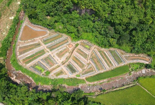 小康圆梦｜6亩田稻蛙共养产值达36万元 四川古蔺柏坪村积极探索农业绿色生态高质量发展