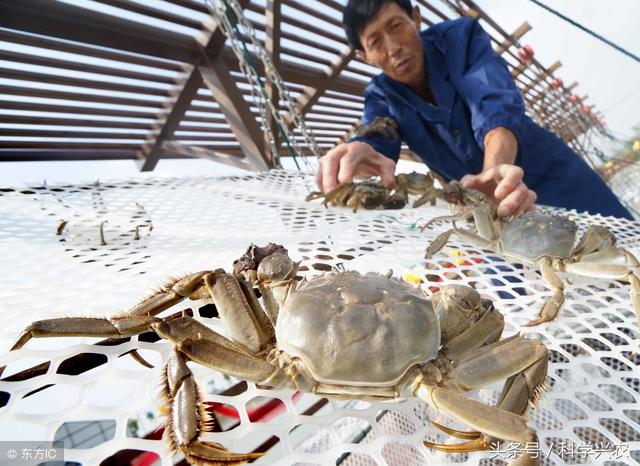 四月河蟹养殖旺季，注意这几项养殖要点，帮您养出优质河蟹