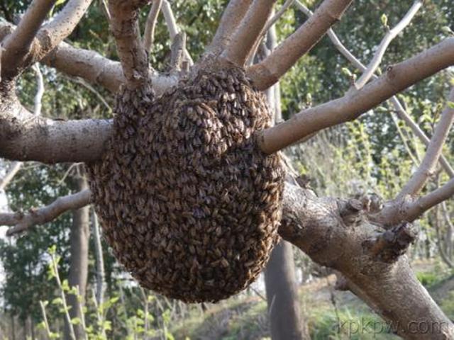 蜜蜂养殖技术 招蜜蜂技术汇总