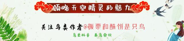 鸟儿放生什么时候开始流行的？关于观赏鸟放生，最全面的细节操作