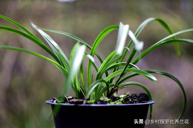 新手种植兰花要知道，兰花施肥6禁忌不要犯，核心技巧其实很简单