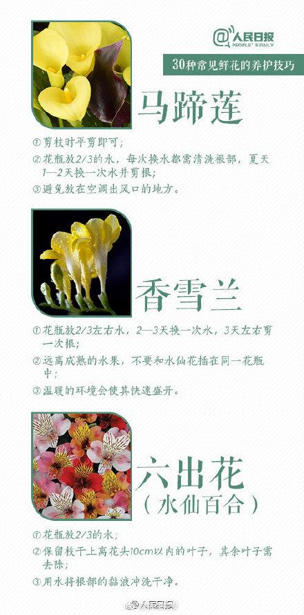 30种入门级鲜花养护技巧