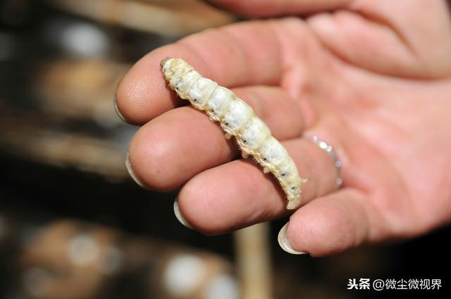 蔟中保护不当不良茧率可增加20%，养殖户学会8个要领有利于增产