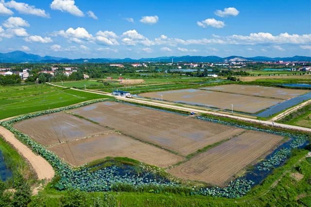 武汉新洲区：大学教授虾稻田里圆生态农业梦助力乡村振兴