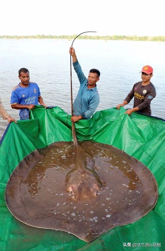 刷新记录！湄公河钓到600斤最大淡水鱼，河里还有巨型鲶鱼、鲤鱼