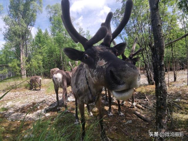 驯鹿的故乡---呼中飞虎山驯鹿园