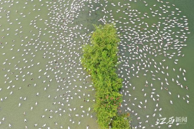 泰和：水鸭养殖助力乡村振兴