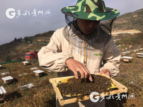 六盘水市海嘎村发展山地特色蜜蜂养殖 走出“甜蜜”脱贫路