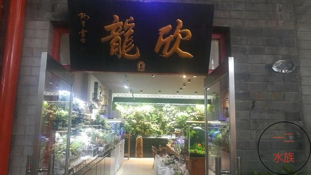 北京最大鱼市，欣赏鱼缸景观，5米雨林缸，3米草缸，太吸睛了