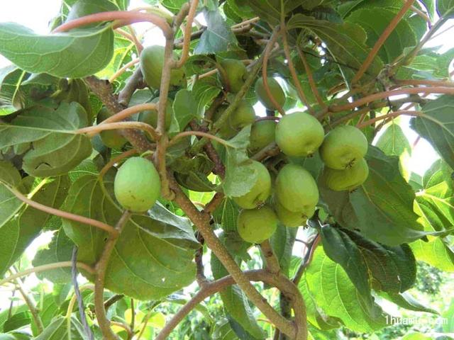 种植黑枣，生长期间注意刺蛾洋辣子，做好科学防治四季管理