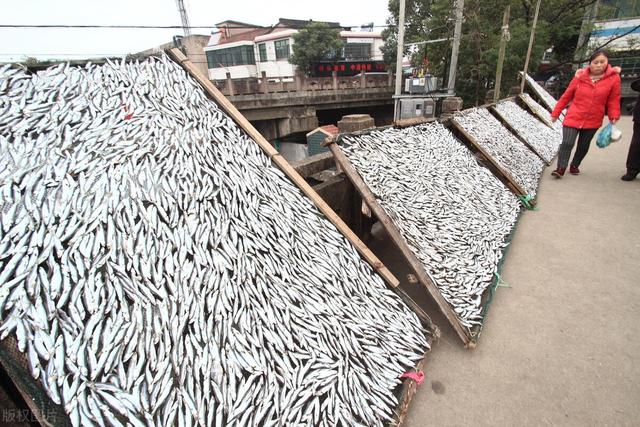 小河里这种体型小爱抢食的白条鱼，繁殖能力极强，人工养殖产量高