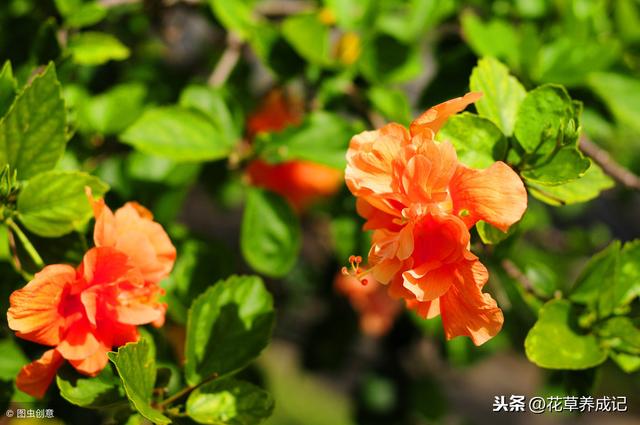 盆栽芙蓉怎么养？芙蓉花养殖方法和注意事项