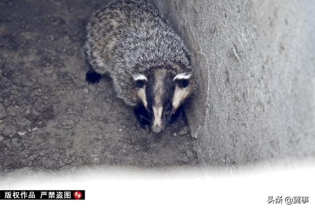 河北小伙5年驯化野生獾，已成全国獾油生产基地