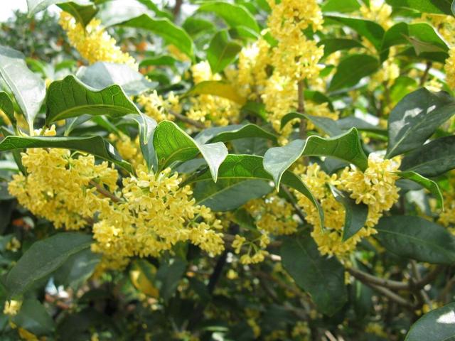 室内养桂花，记住“3招”，植株茂盛，开花更多，花香满室