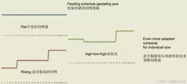 荷兰养猪业的过去、现在、将来，其中我们要学习荷兰养猪的这8点