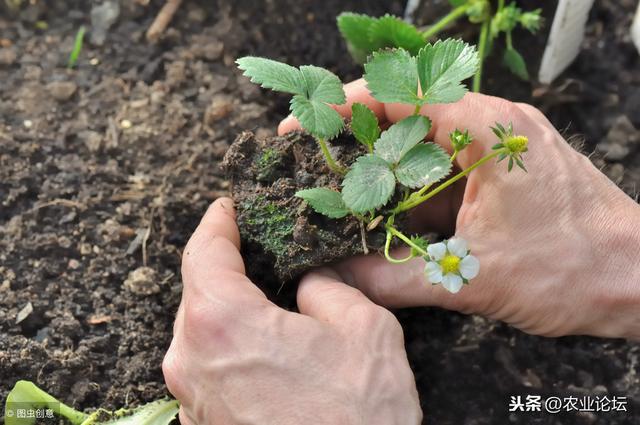 种植和养殖哪个更赚钱？农民怎么选才能利益最大化？