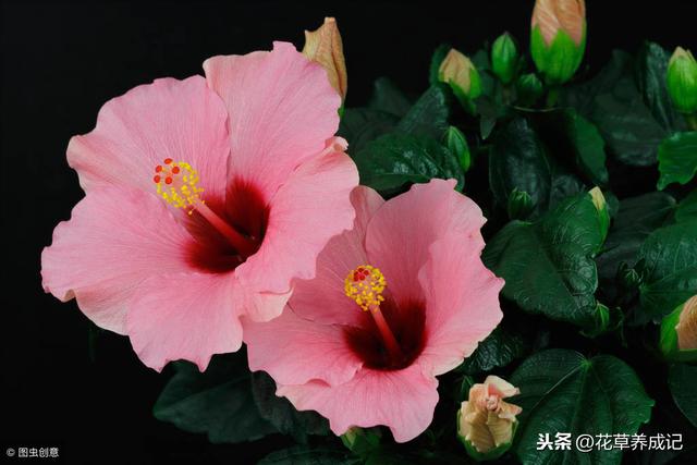 盆栽芙蓉怎么养？芙蓉花养殖方法和注意事项