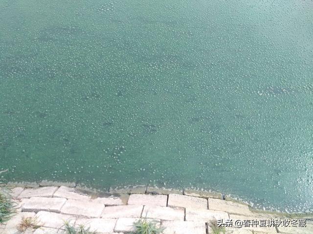 小满天赶天：夏季水产养殖问题多，6个建议做好草鱼养殖