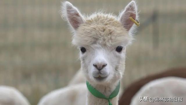 全国最大羊驼养殖基地！又有上千只“神兽”来锡林郭勒草原