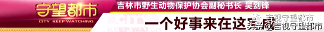 一群狐狸“组团”进村，没人招呼自己进屋…