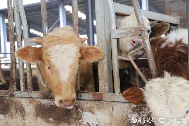 肉牛住进了“高档小区”，滨州阳信标准化养殖示范区来了