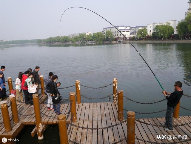 黑坑钓青鱼全靠“矛”？想让鱼好好吃饵，这几个方面很重要