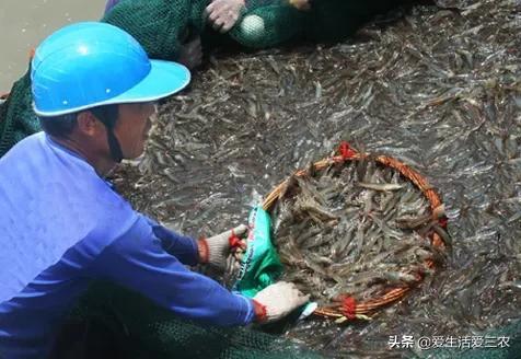 收益高、销路好的项目—对虾养殖，多地都缺货，想赚钱的可以试试