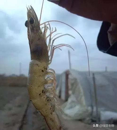 水产养殖中有益菌发挥大作用！这些有益菌一定赶紧用起来！