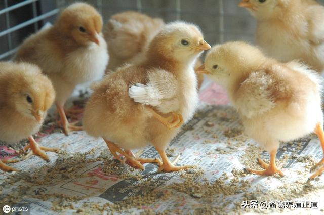 蛋雏鸡的饲养管理很重要，各种育雏技术指标大全在这里