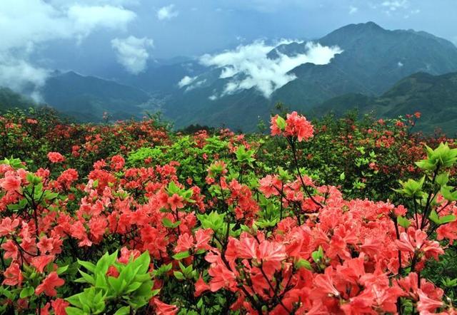 高山杜鹃价值高，注意这几点，自己养出高价盆景