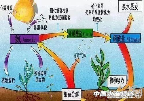 养鳜鱼关键就是防控亚硝酸盐，但90%的人却不懂？