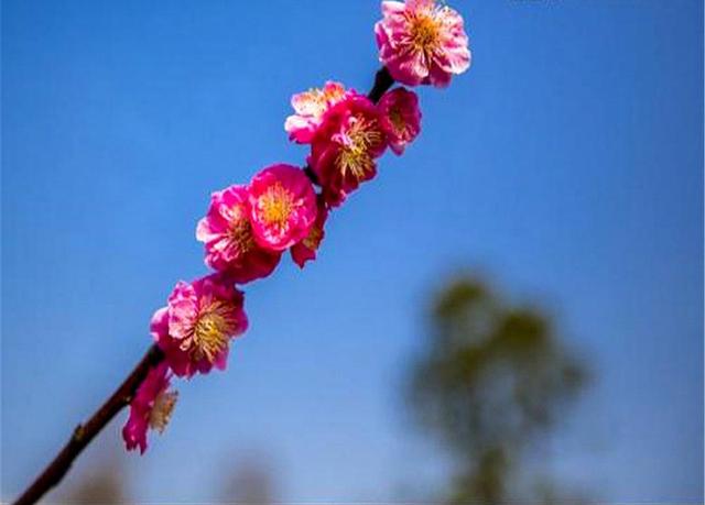 养护梅花时注意这几招，您也可以很容易将梅花养成盆景