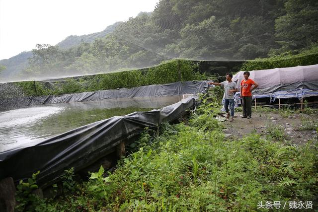 75后投20万大山小溪边养蚂蟥 邻居说这是吸血鬼养它干嘛