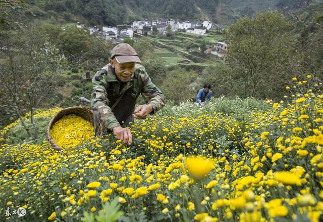 在农村发展种养殖业，路有千条，但诀窍想必就这些