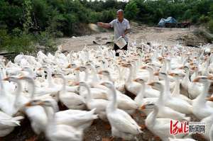 邯郸有哪些养殖场(河北邯郸：林下致富养大鹅)