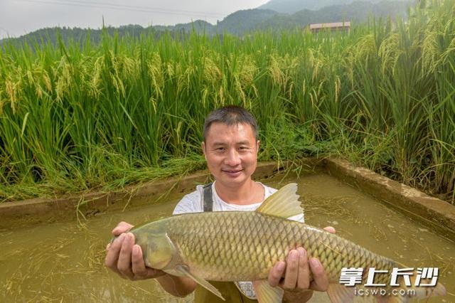 田中种稻，稻下养鱼 长沙这座“稻+鱼”基地一年产出超百万元