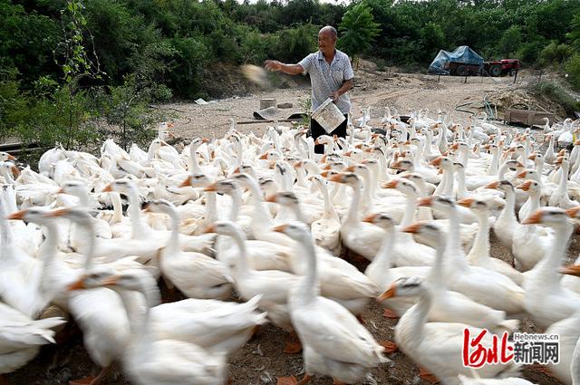 河北邯郸：林下致富养大鹅