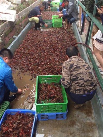 吃小龙虾的季节又来了 四川养殖人推出生物养殖